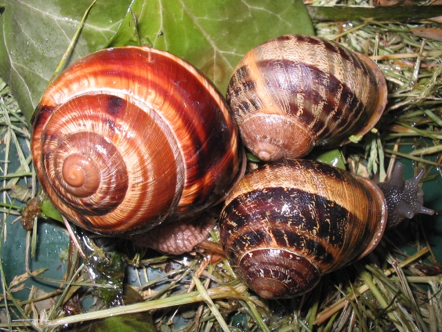 Helix straminea Briganti,1825